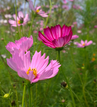 大波斯菊