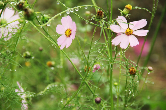 格桑花