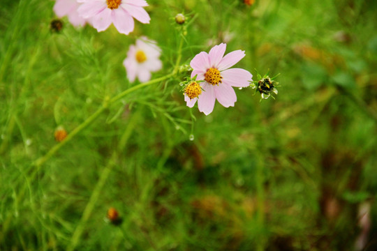 格桑花 花卉