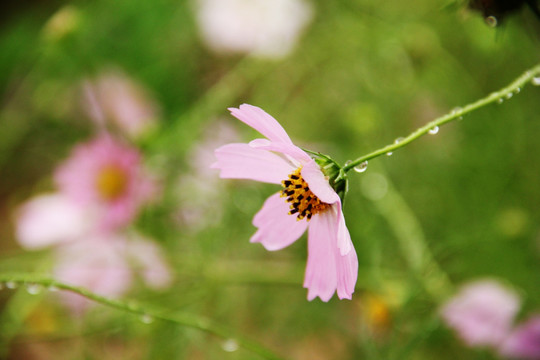 格桑花