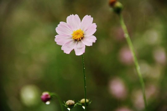 格桑花