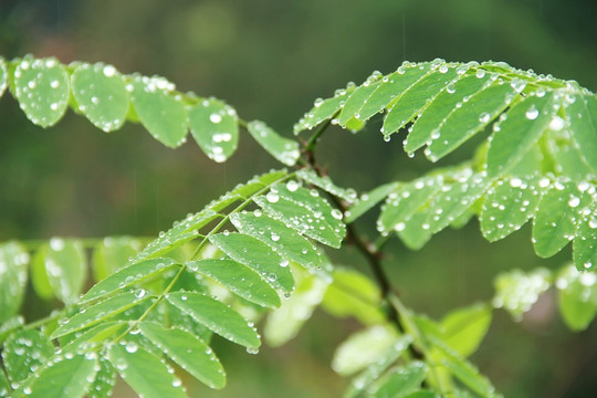 露水 水滴