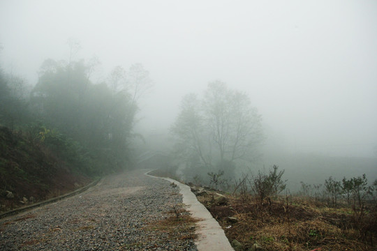 雾霾 树 路