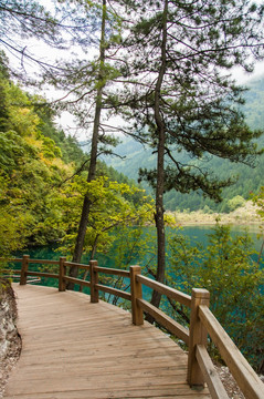 九寨沟山林旅游栈道 卧龙海