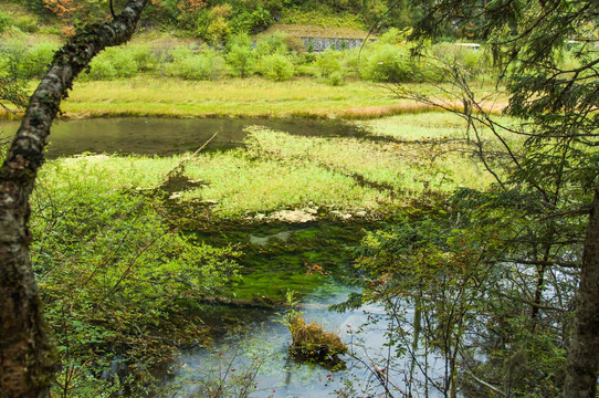 九寨沟自然生态景观 芳草海