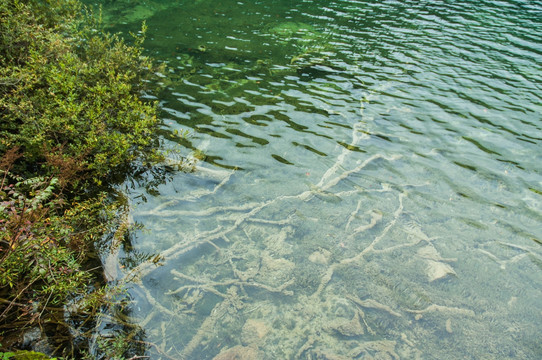 九寨沟湖底的朽木 老虎海