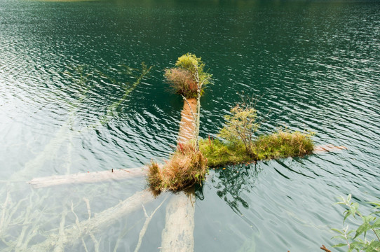 九寨沟湖面上的浮木 老虎海