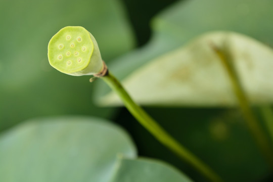 莲藕 莲蓬