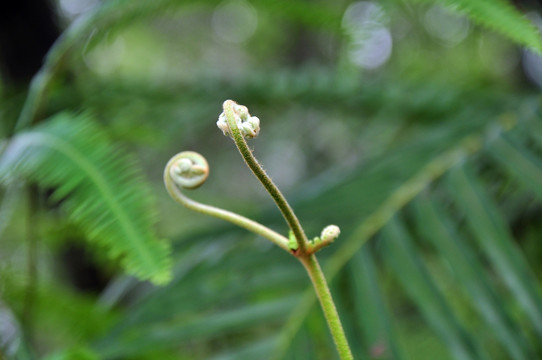 植物