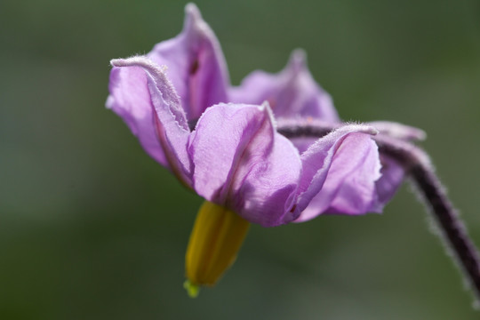 茄子花