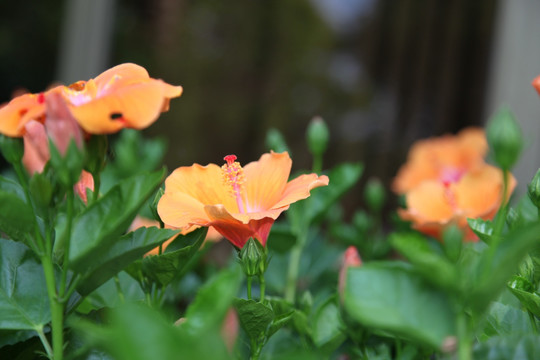 扶桑 扶桑花 鲜花 花 盆栽