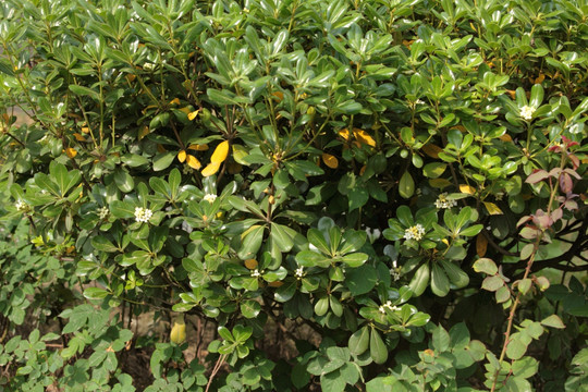 海桐 花 绿植 植物 野花