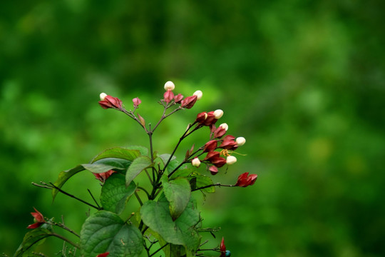 花草