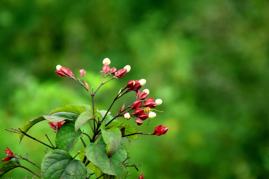 花草