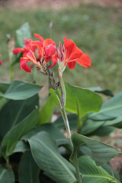 美人蕉 花 鲜花 芭蕉 植物