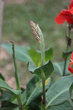 美人蕉 花 鲜花 芭蕉 植物