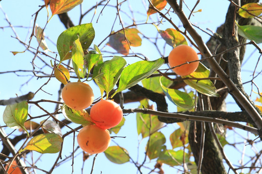 柿子 秋天 果实 食物 枝头