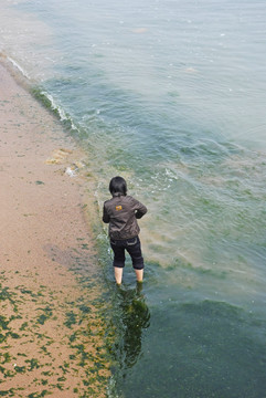 赶海拾海带