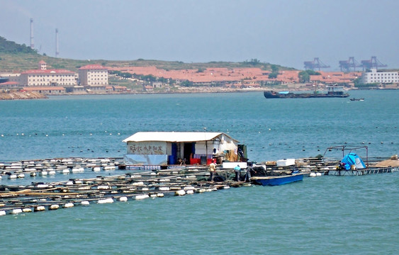 胶州湾海产养殖场