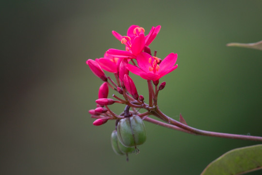 开花结果