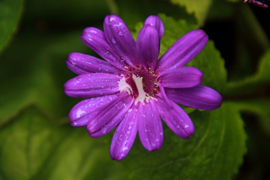 雨 水珠 紫色 瓜叶菊 富贵菊