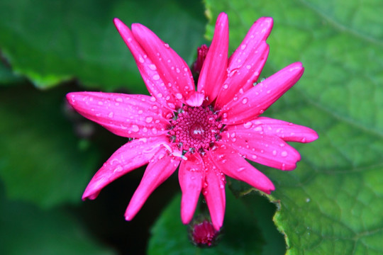 雨 水珠 粉色 瓜叶菊 富贵菊