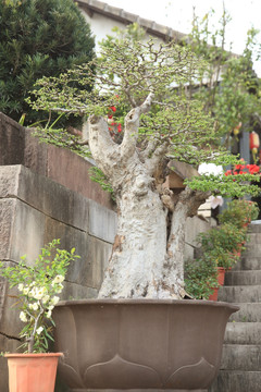 盆景 盆栽 绿植 植物 鲜花