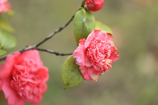 山茶花 山茶 花 鲜花 绿植