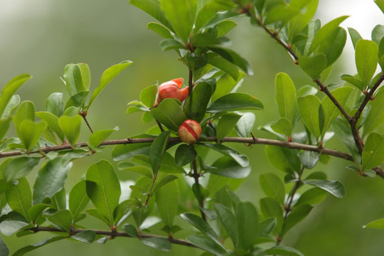 石榴 果树 植物 绿植 花果