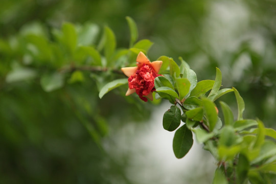 石榴 果树 植物 绿植 花果