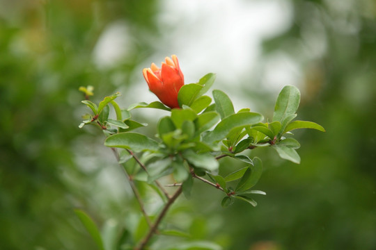 石榴 果树 植物 绿植 花果