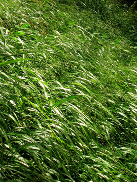 青岛崂山北九水萋萋芳草