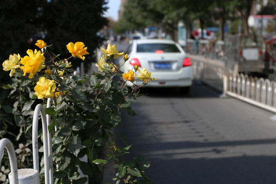 路边花