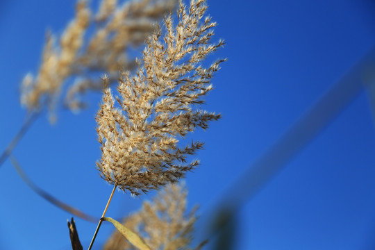 芦苇花特写