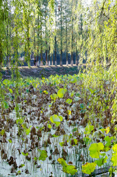 柳树池塘
