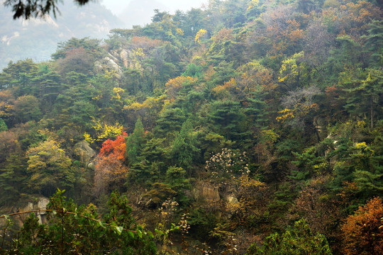 泰山秋色丛林