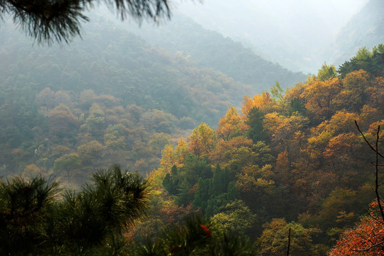 泰山林场秋色