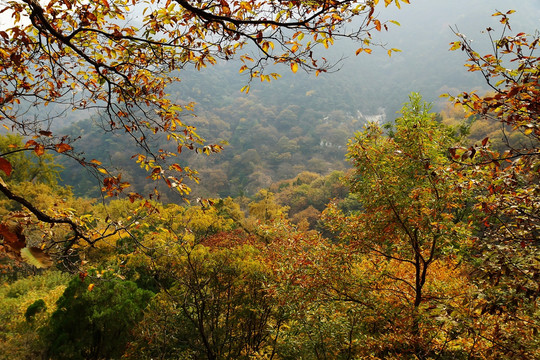 金色山林 秋日林场