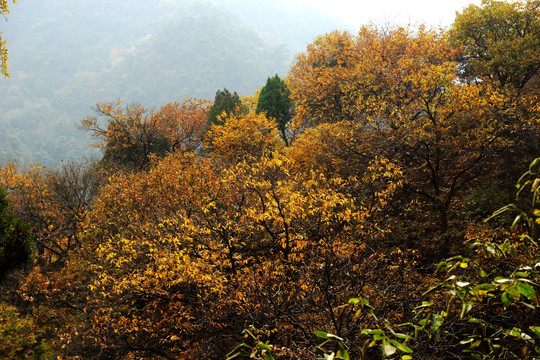 泰山秋色 森林