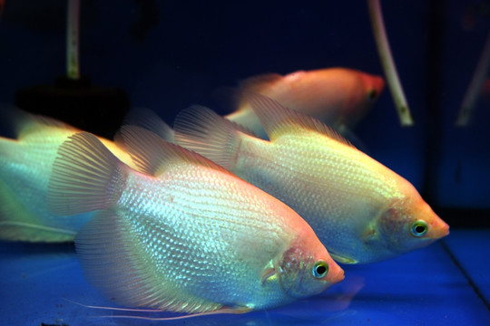 水族装饰鱼