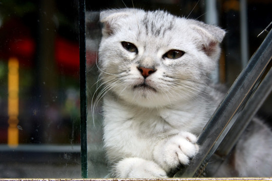 大花猫