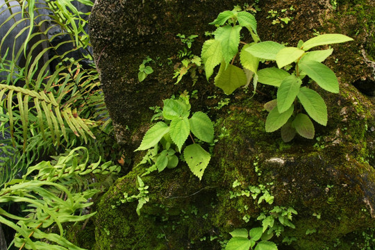 丛林植物