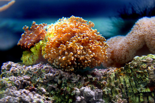海底生物珊瑚