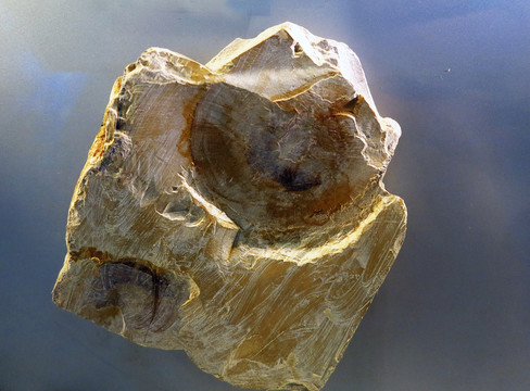 伊尔东体化石