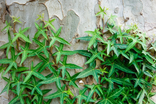 爬山虎与梧桐树