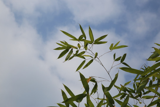 竹子 竹叶 竹梢 蓝天 白云