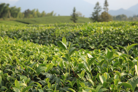 农业 农村 种茶 茶树 茶园