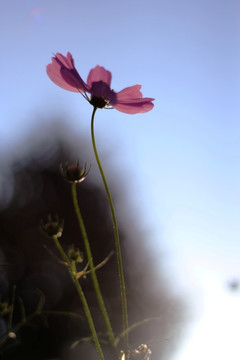格桑花