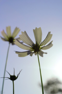 格桑花