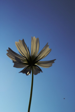 格桑花
